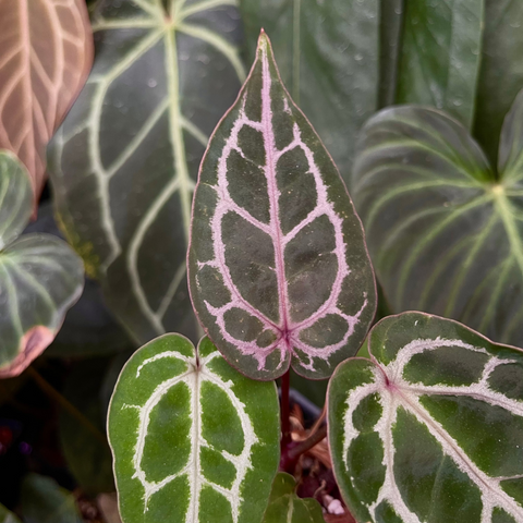 Close-up of a dark green variegated anthurium leaf with pale pink vein pattern