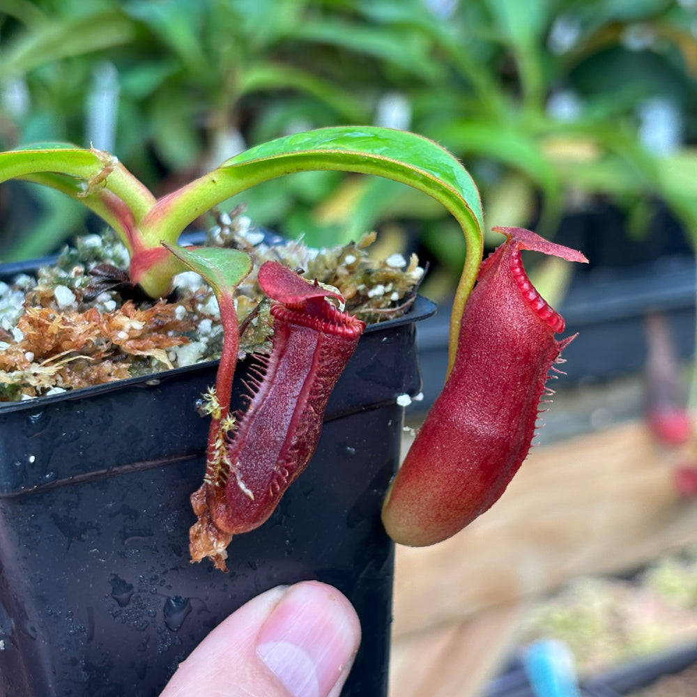 
                      
                        [A832] Nepenthes edwardsiana (Tamb.) Clone: 02
                      
                    