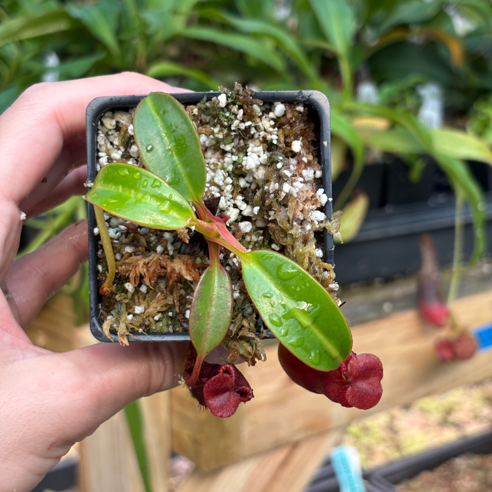 
                      
                        [A832] Nepenthes edwardsiana (Tamb.) Clone: 02
                      
                    