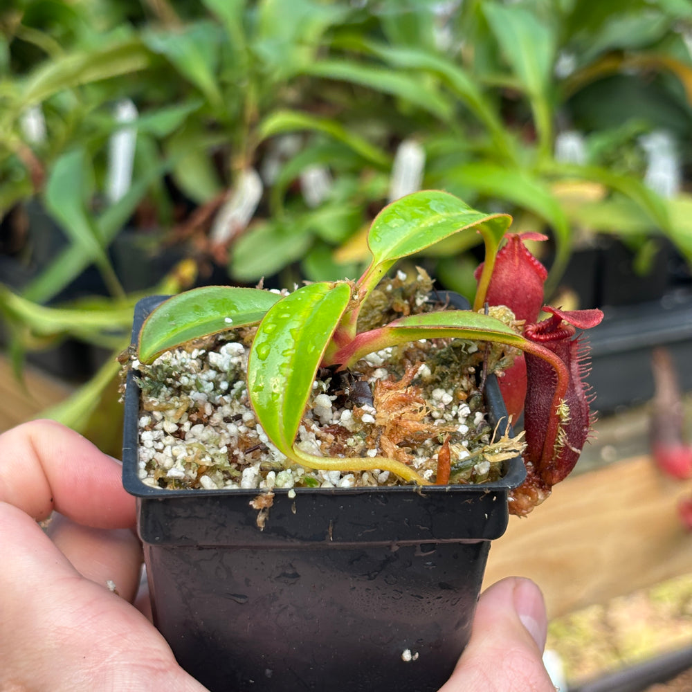 
                      
                        [A832] Nepenthes edwardsiana (Tamb.) Clone: 02
                      
                    