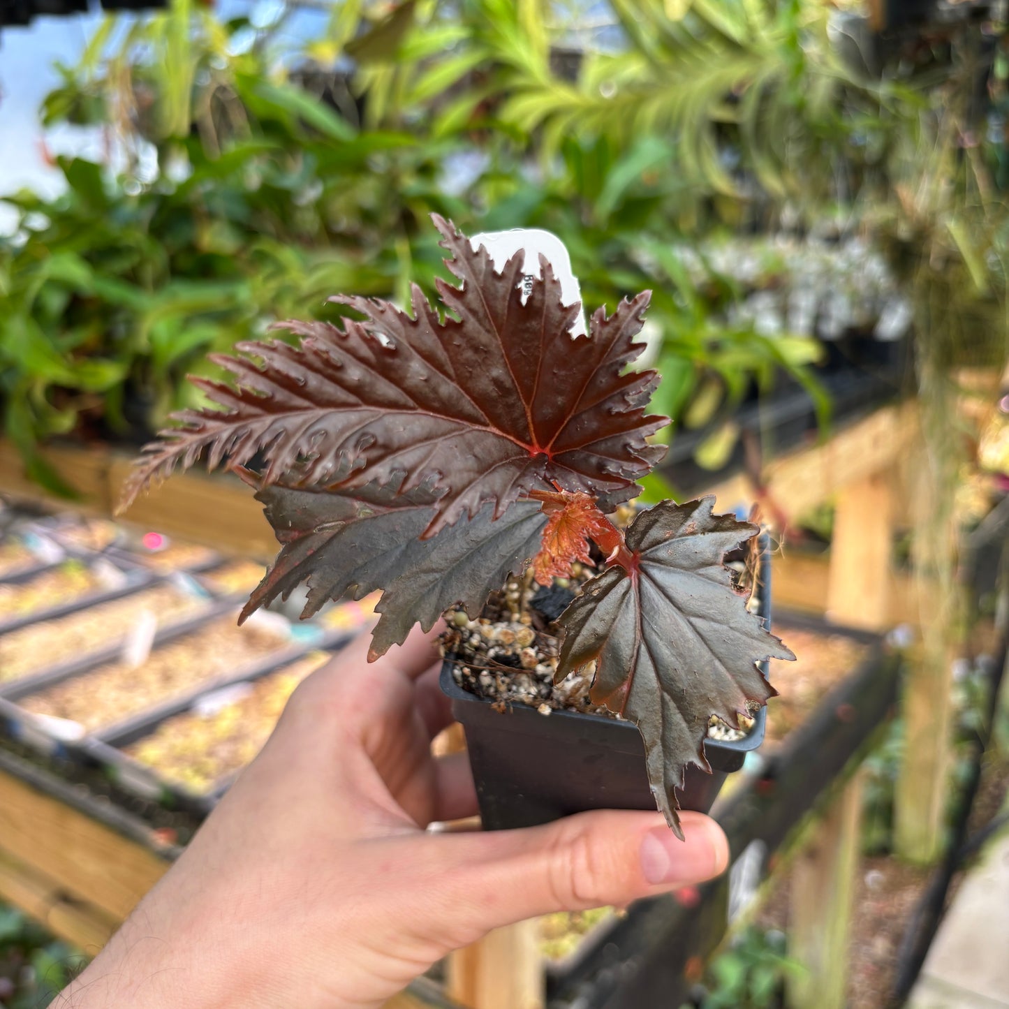 [A833] Begonia sp. Miri Sarawak