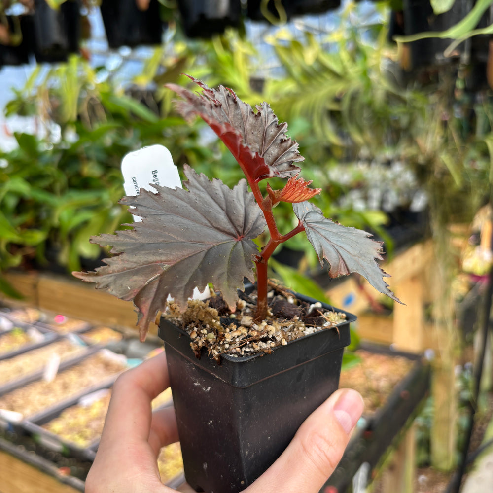 [A833] Begonia sp. Miri Sarawak