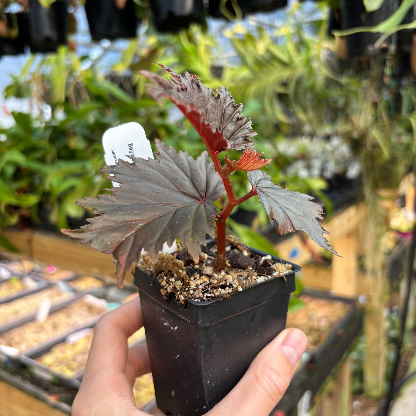 [A833] Begonia sp. Miri Sarawak