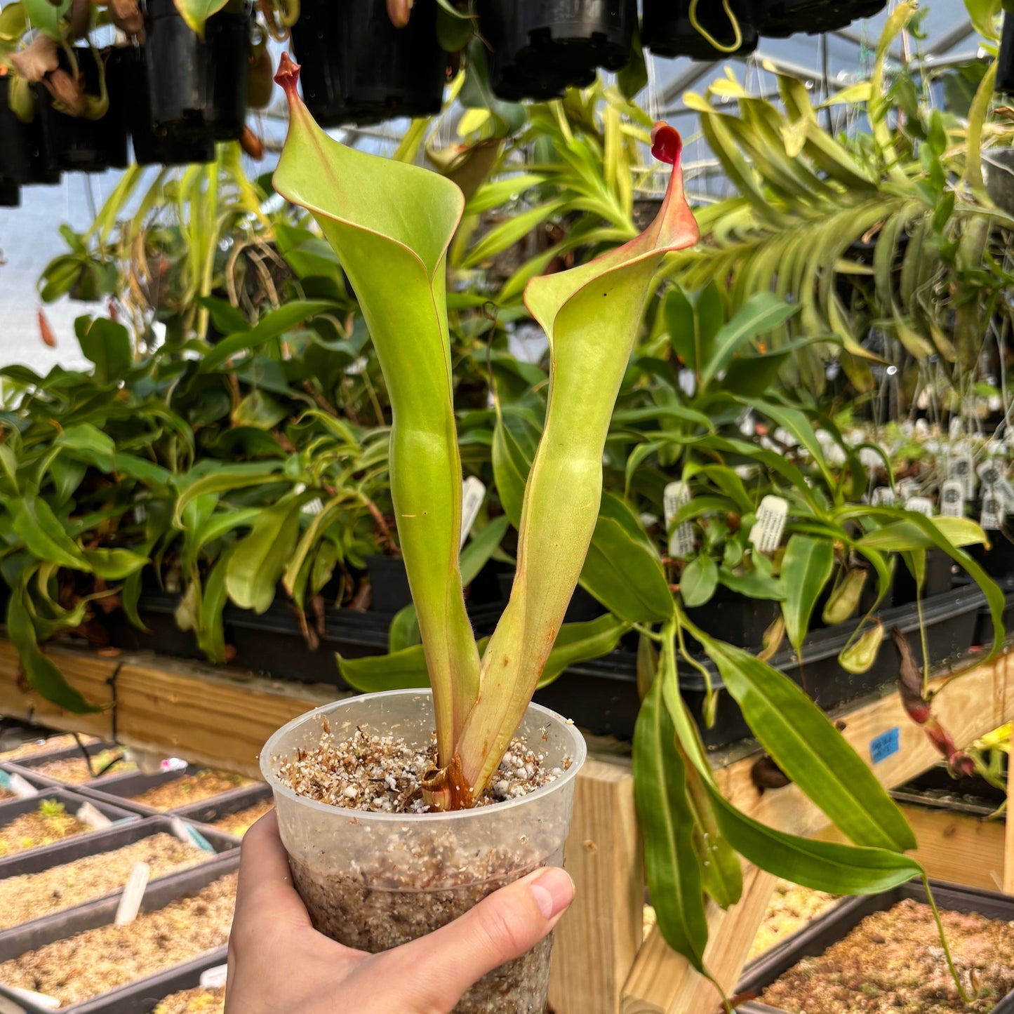 [A834] Heliamphora "Godzilla" clone: 01