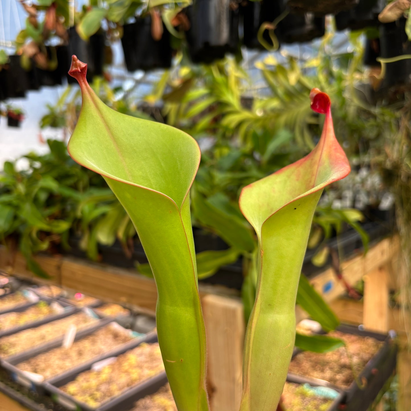 [A834] Heliamphora "Godzilla" clone: 01