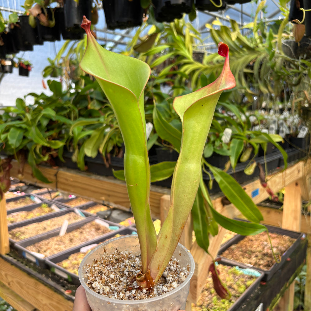 
                      
                        [A834] Heliamphora "Godzilla" clone: 01
                      
                    