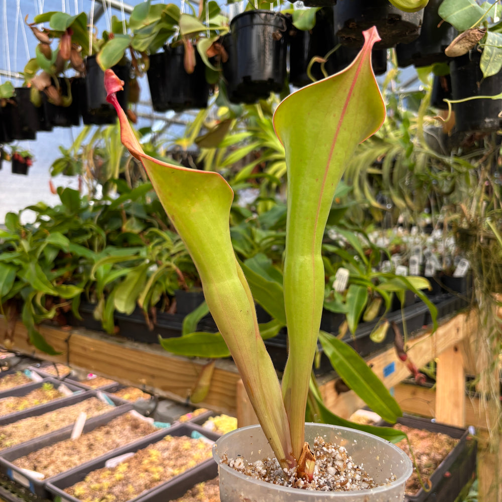 
                      
                        [A834] Heliamphora "Godzilla" clone: 01
                      
                    