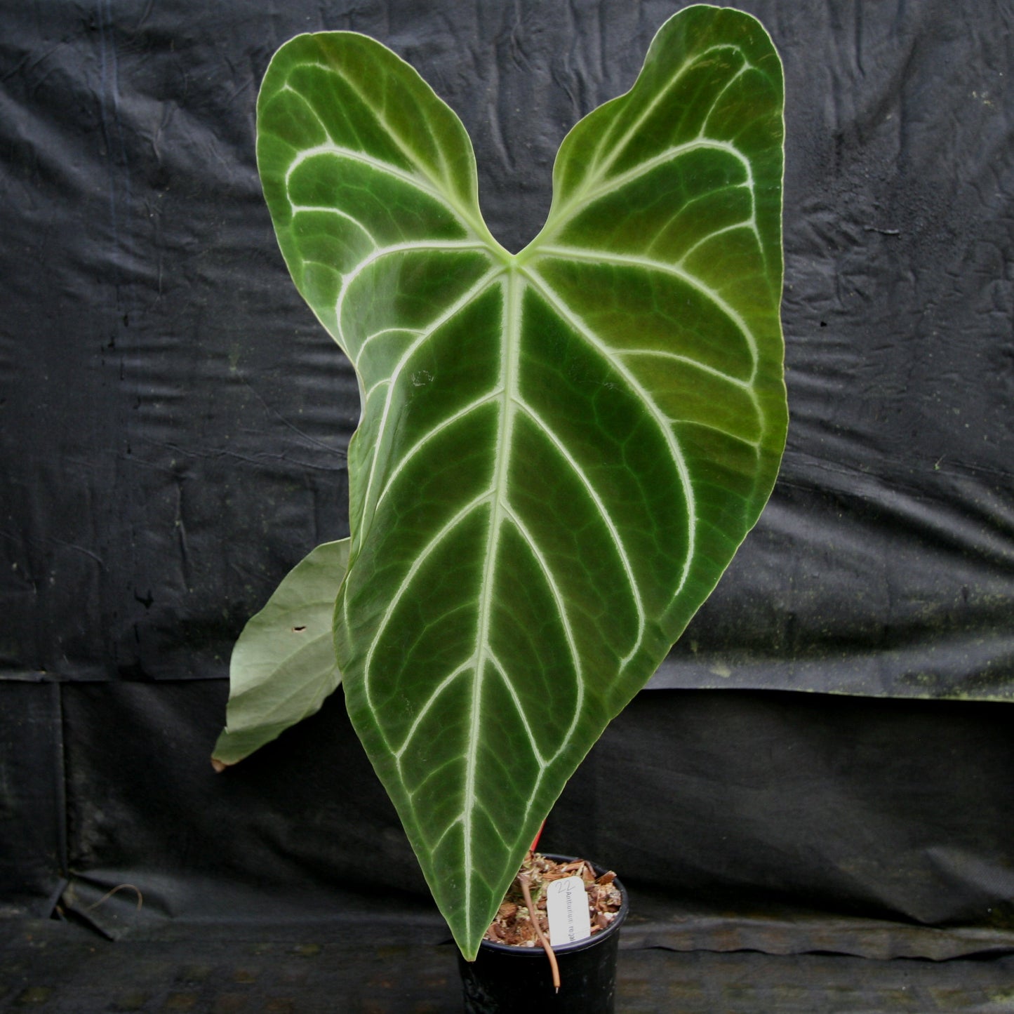 anthurium regale planta de casa Anthurium regale (seedlings) – Carnivero