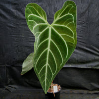 Anthurium regale (seedlings)