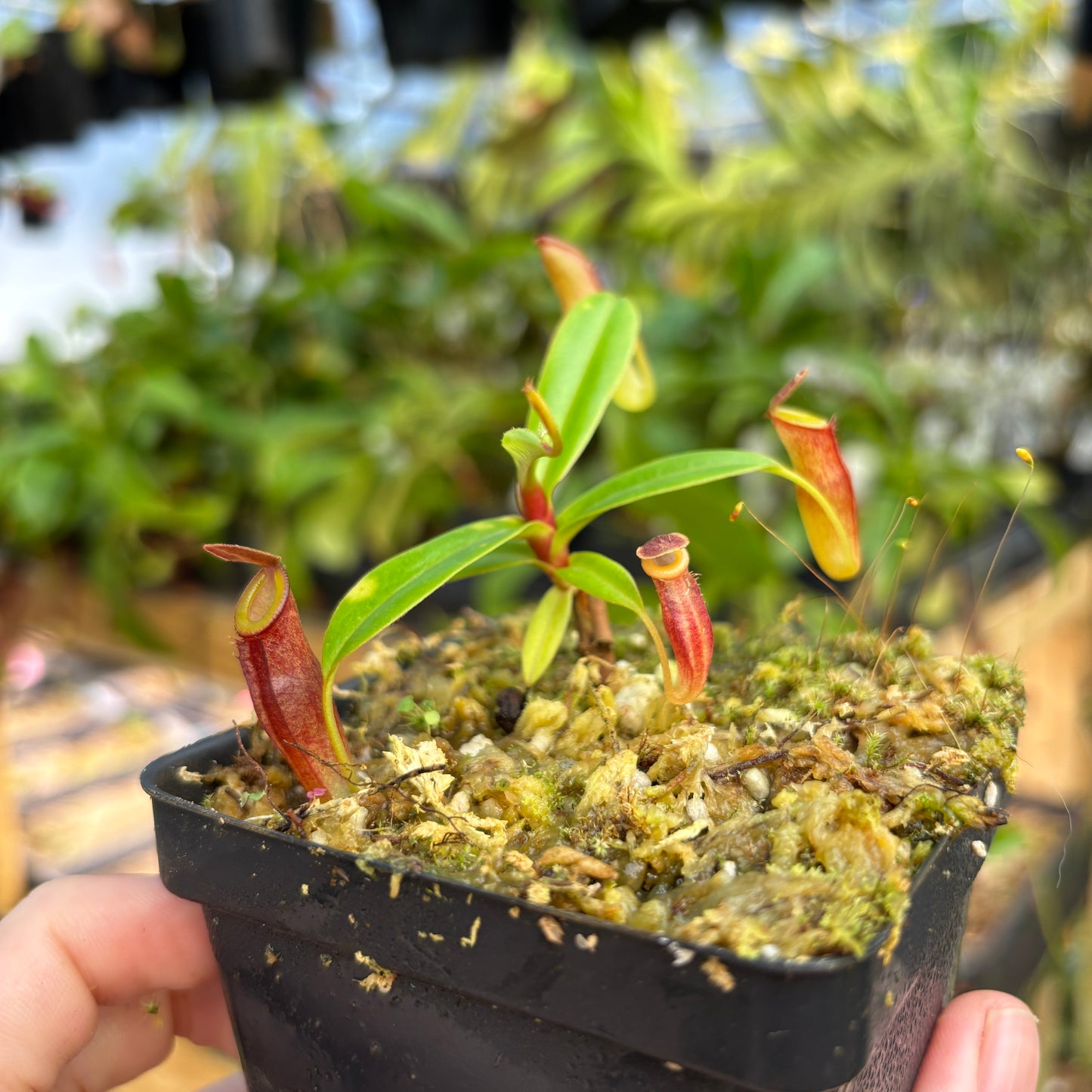 [A835] Nepenthes dubia (Malea, Sumatra) Clone: 03