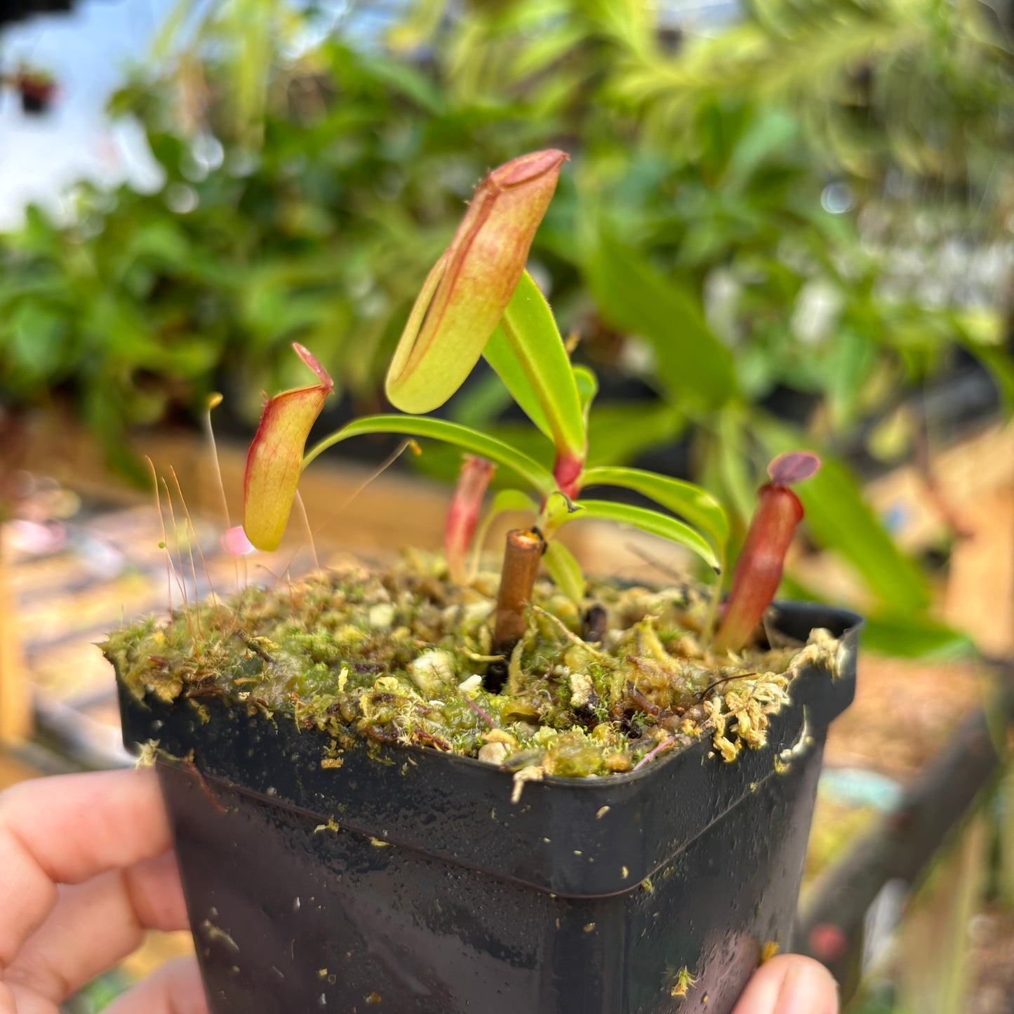 [A835] Nepenthes dubia (Malea, Sumatra) Clone: 03