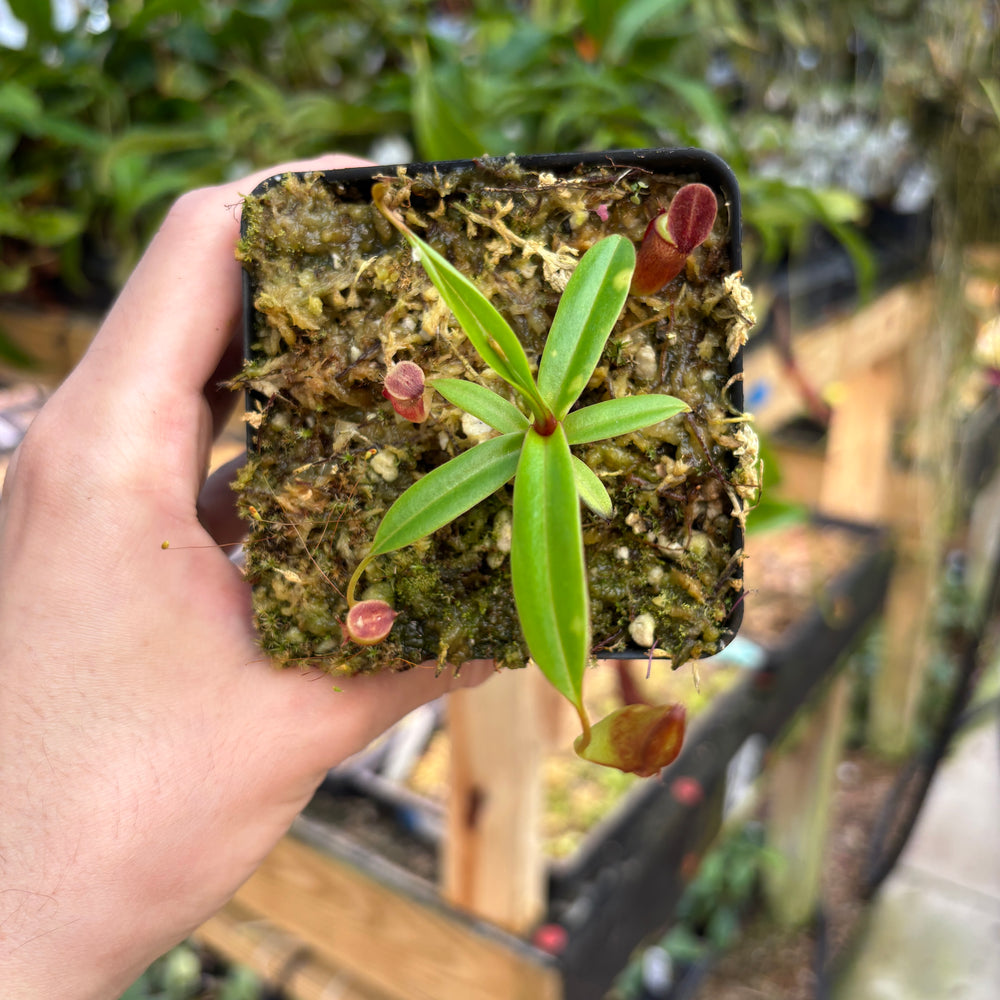 
                      
                        [A835] Nepenthes dubia (Malea, Sumatra) Clone: 03
                      
                    