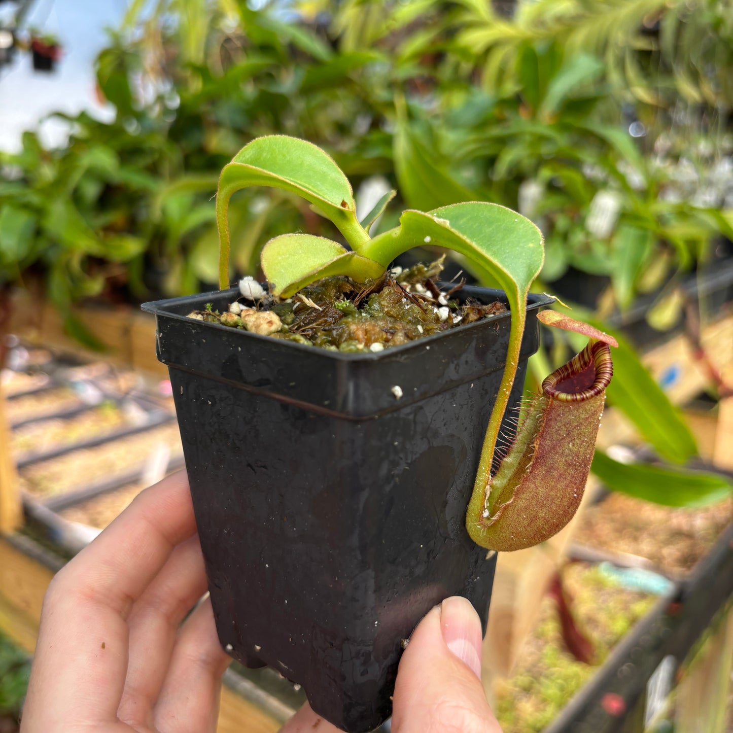 [A836] Nepenthes robcantleyi x lowii
