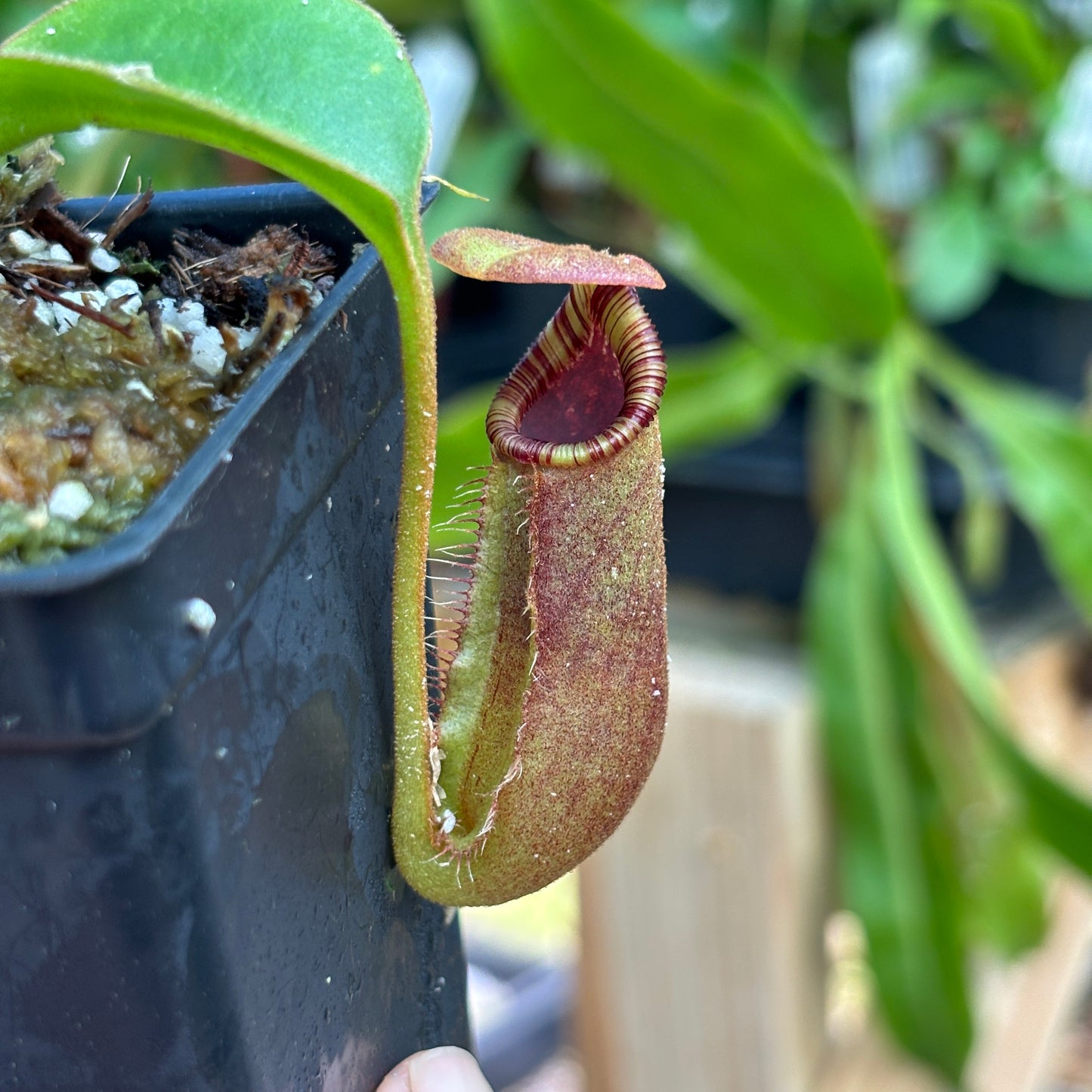 [A836] Nepenthes robcantleyi x lowii
