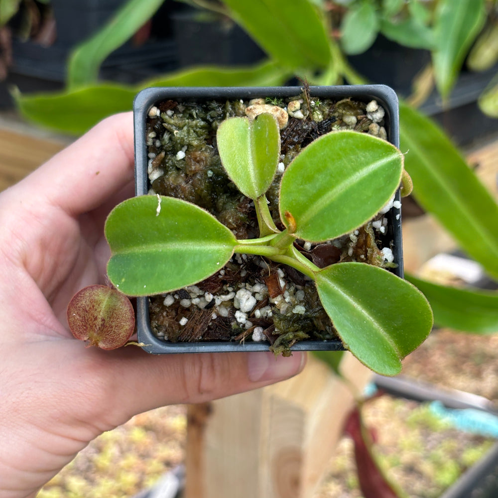 
                      
                        [A836] Nepenthes robcantleyi x lowii
                      
                    