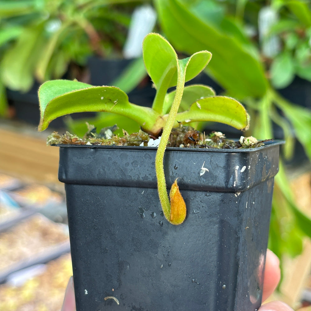 
                      
                        [A836] Nepenthes robcantleyi x lowii
                      
                    