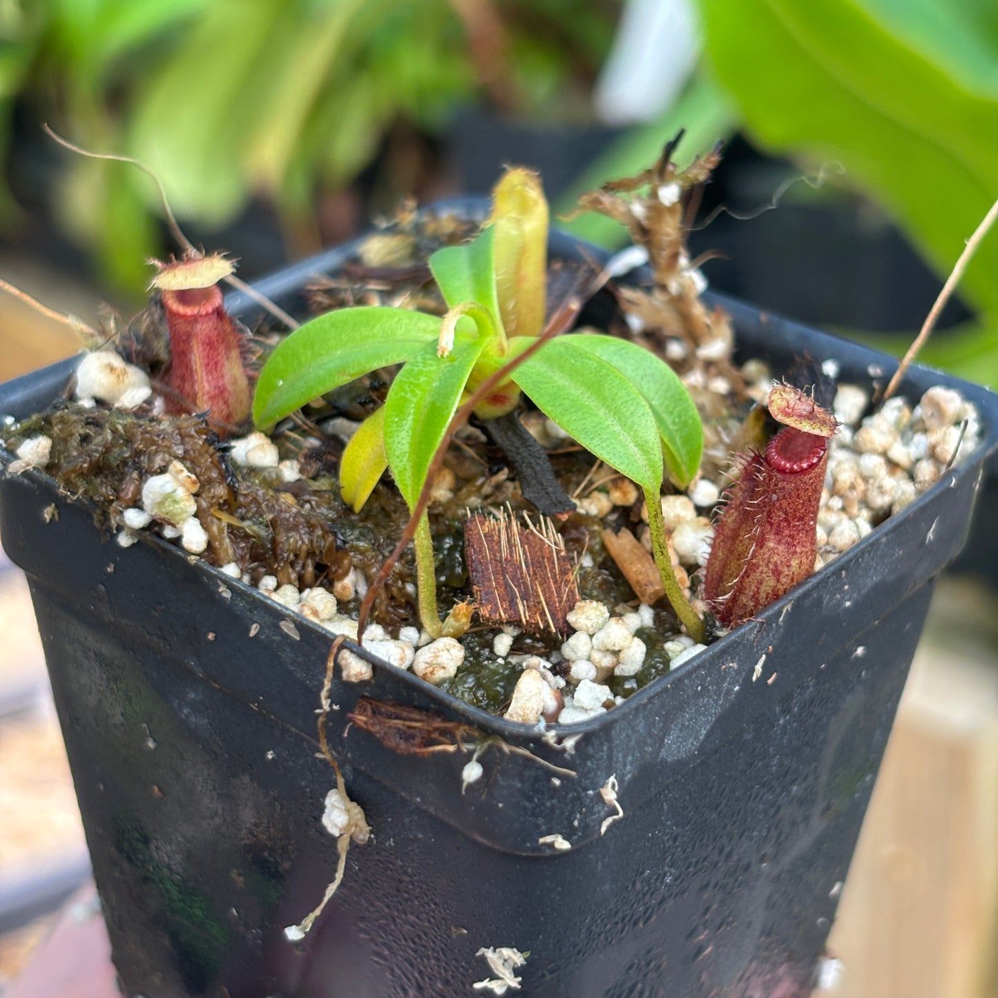 [A837] Hamata x edwardsiana clone: 01