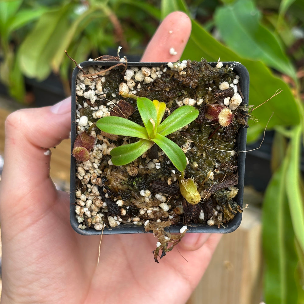 
                      
                        [A837] Hamata x edwardsiana clone: 01
                      
                    