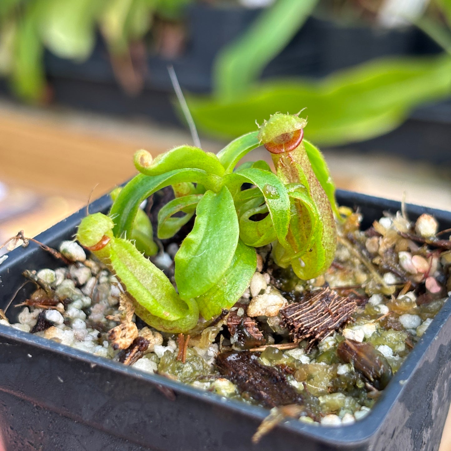 [A838] Nepenthes naga x Harryana, CAR-0467
