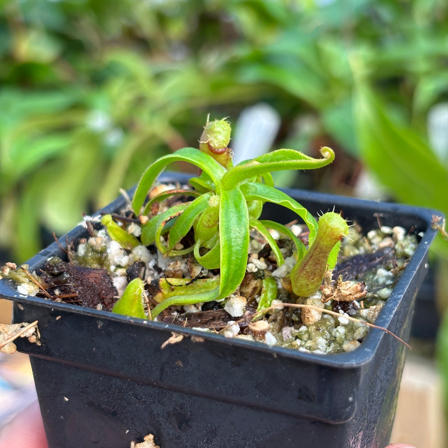 [A838] Nepenthes naga x Harryana, CAR-0467