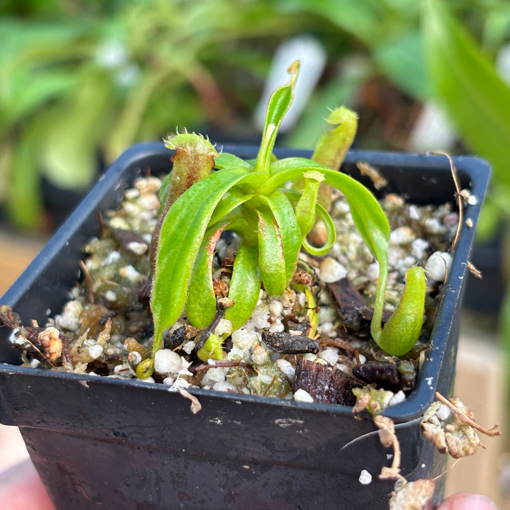 
                      
                        [A838] Nepenthes naga x Harryana, CAR-0467
                      
                    