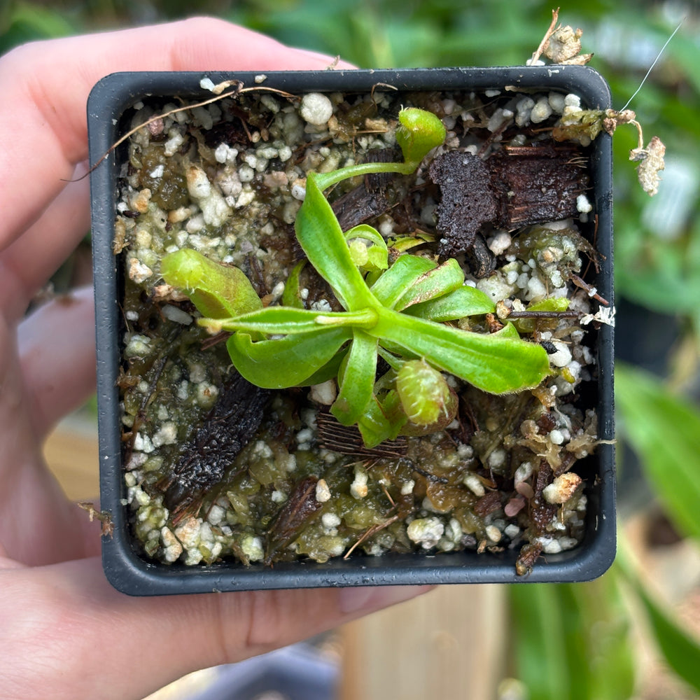 
                      
                        [A838] Nepenthes naga x Harryana, CAR-0467
                      
                    