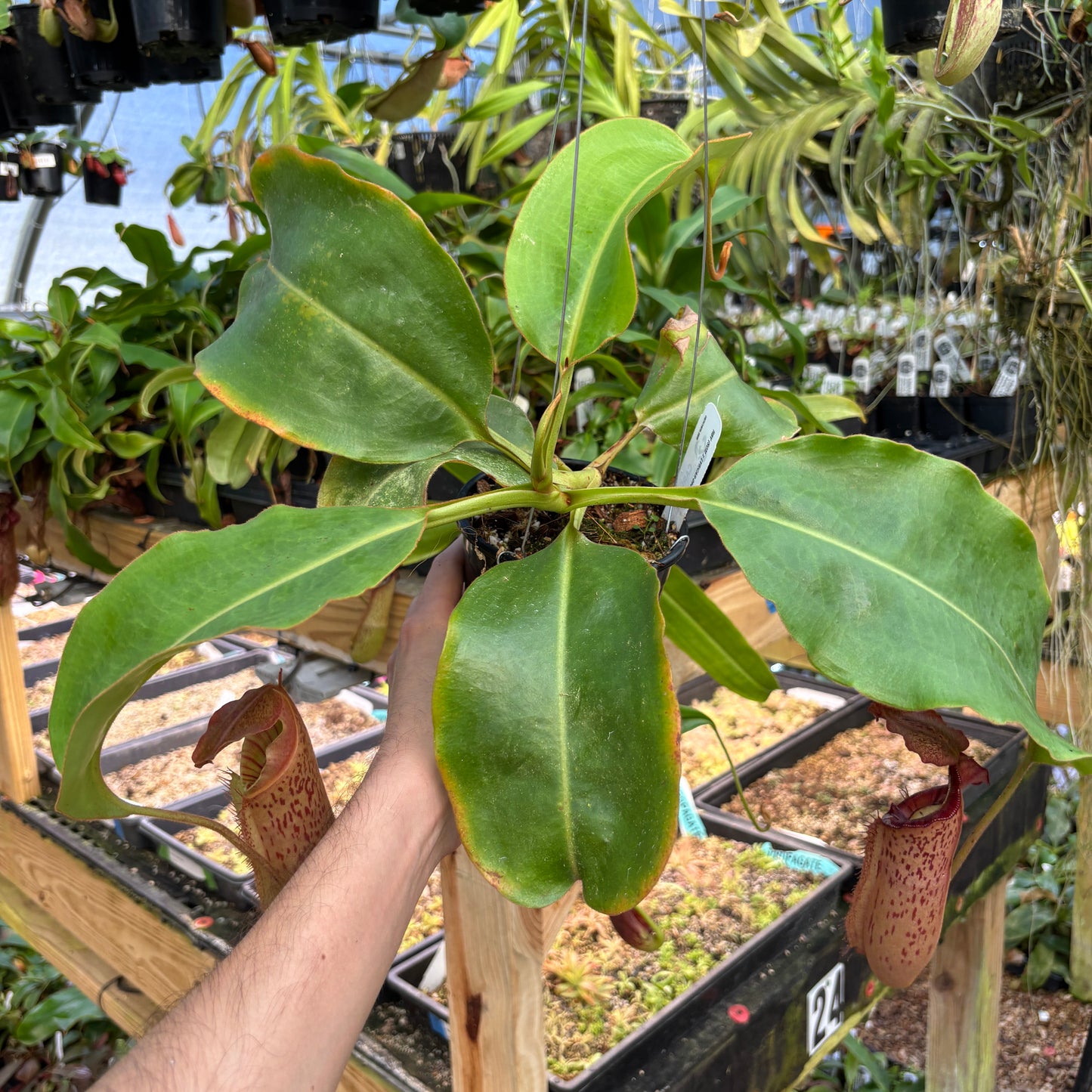 [A831] Nepenthes 'Song of Melancholy' x [(lowii x veitchii) x boschiana], CAR-0941 (Hanging Basket)