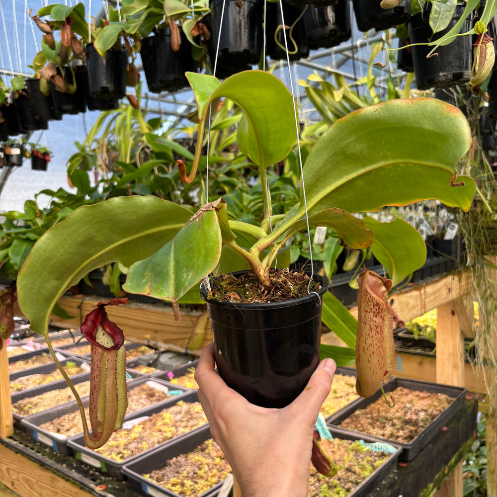 
                      
                        [A831] Nepenthes 'Song of Melancholy' x [(lowii x veitchii) x boschiana], CAR-0941 (Hanging Basket)
                      
                    