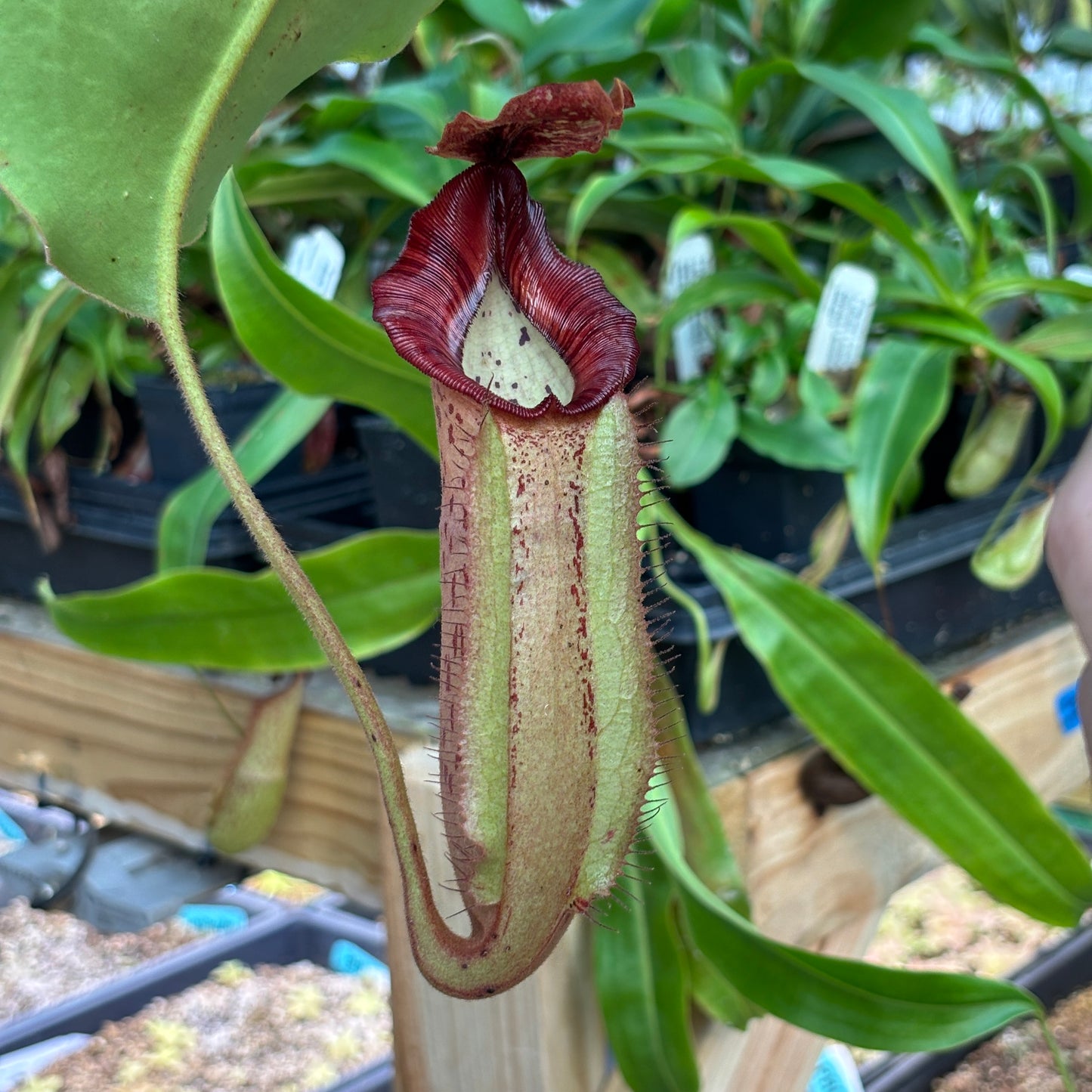 [A831] Nepenthes 'Song of Melancholy' x [(lowii x veitchii) x boschiana], CAR-0941 (Hanging Basket)