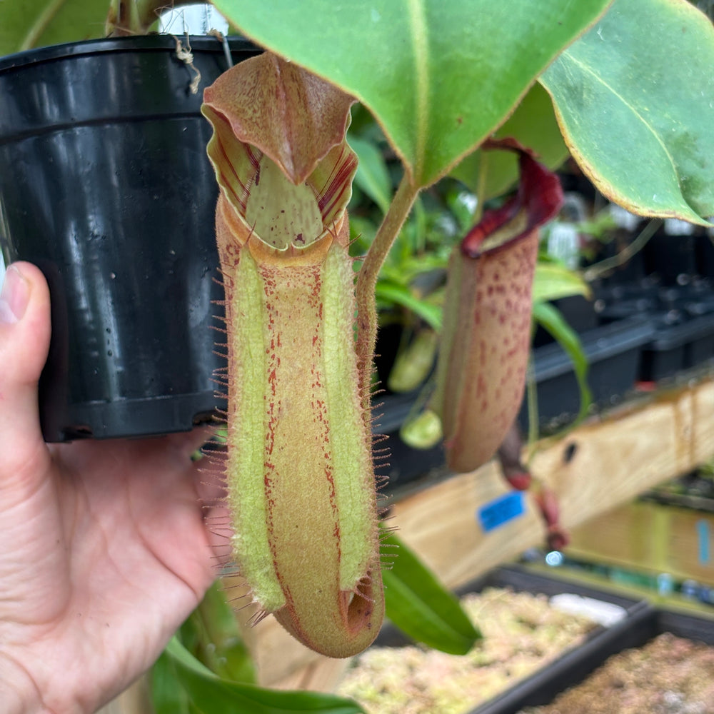 
                      
                        [A831] Nepenthes 'Song of Melancholy' x [(lowii x veitchii) x boschiana], CAR-0941 (Hanging Basket)
                      
                    