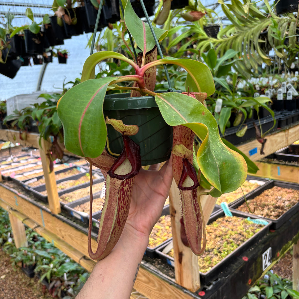 
                      
                        [A840] Nepenthes Song of Melancholy x [(lowii x veitchii) x boschiana]-white, CAR-0024 (Hanging Basket))
                      
                    