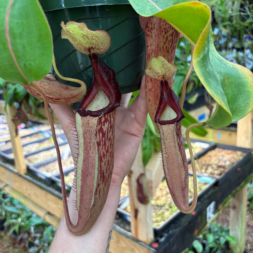 [A840] Nepenthes Song of Melancholy x [(lowii x veitchii) x boschiana]-white, CAR-0024 (Hanging Basket))