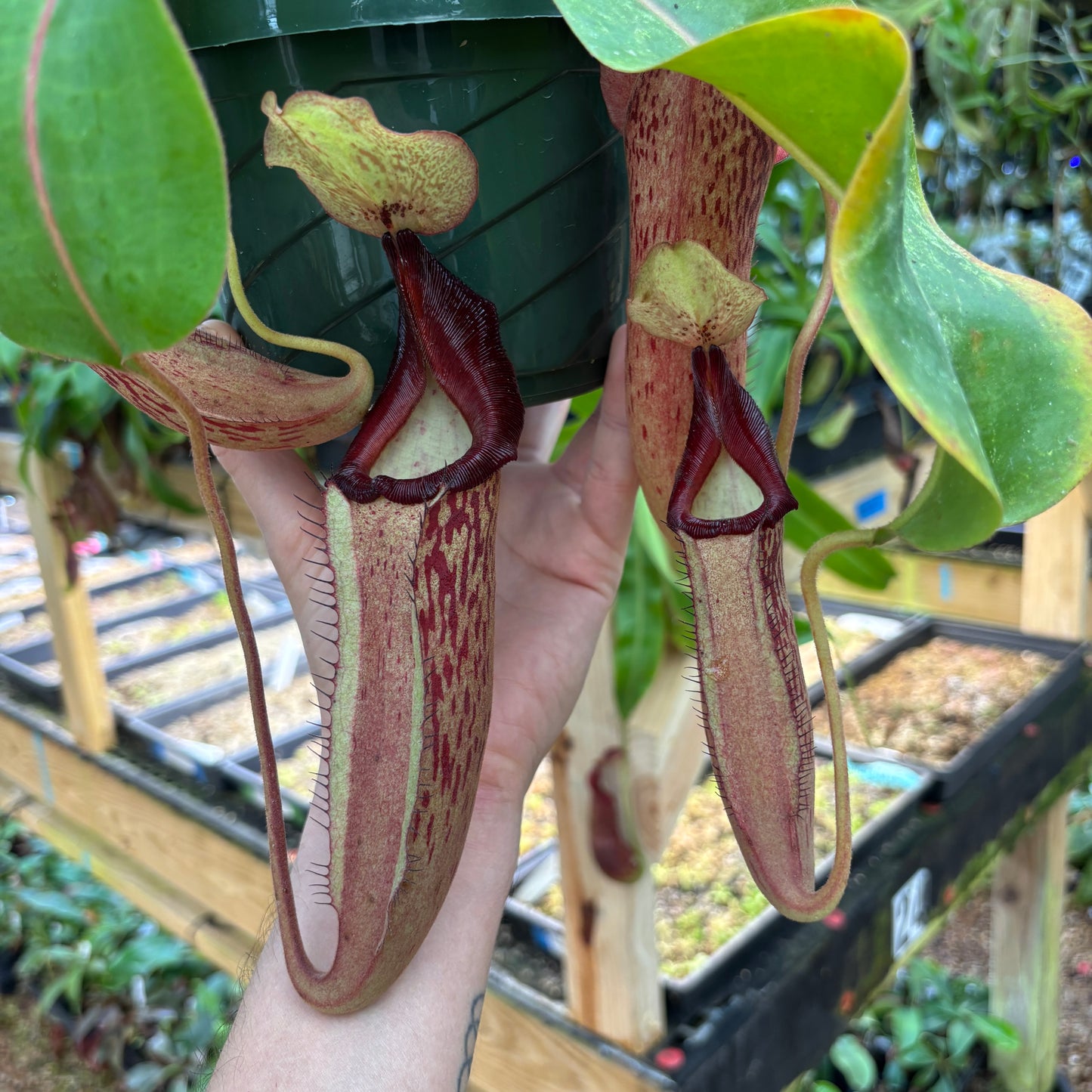 [A840] Nepenthes Song of Melancholy x [(lowii x veitchii) x boschiana]-white, CAR-0024 (Hanging Basket))