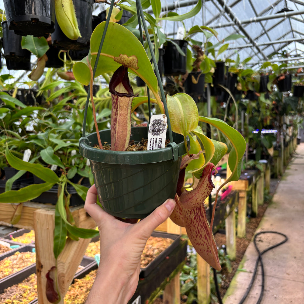 
                      
                        [A840] Nepenthes Song of Melancholy x [(lowii x veitchii) x boschiana]-white, CAR-0024 (Hanging Basket))
                      
                    