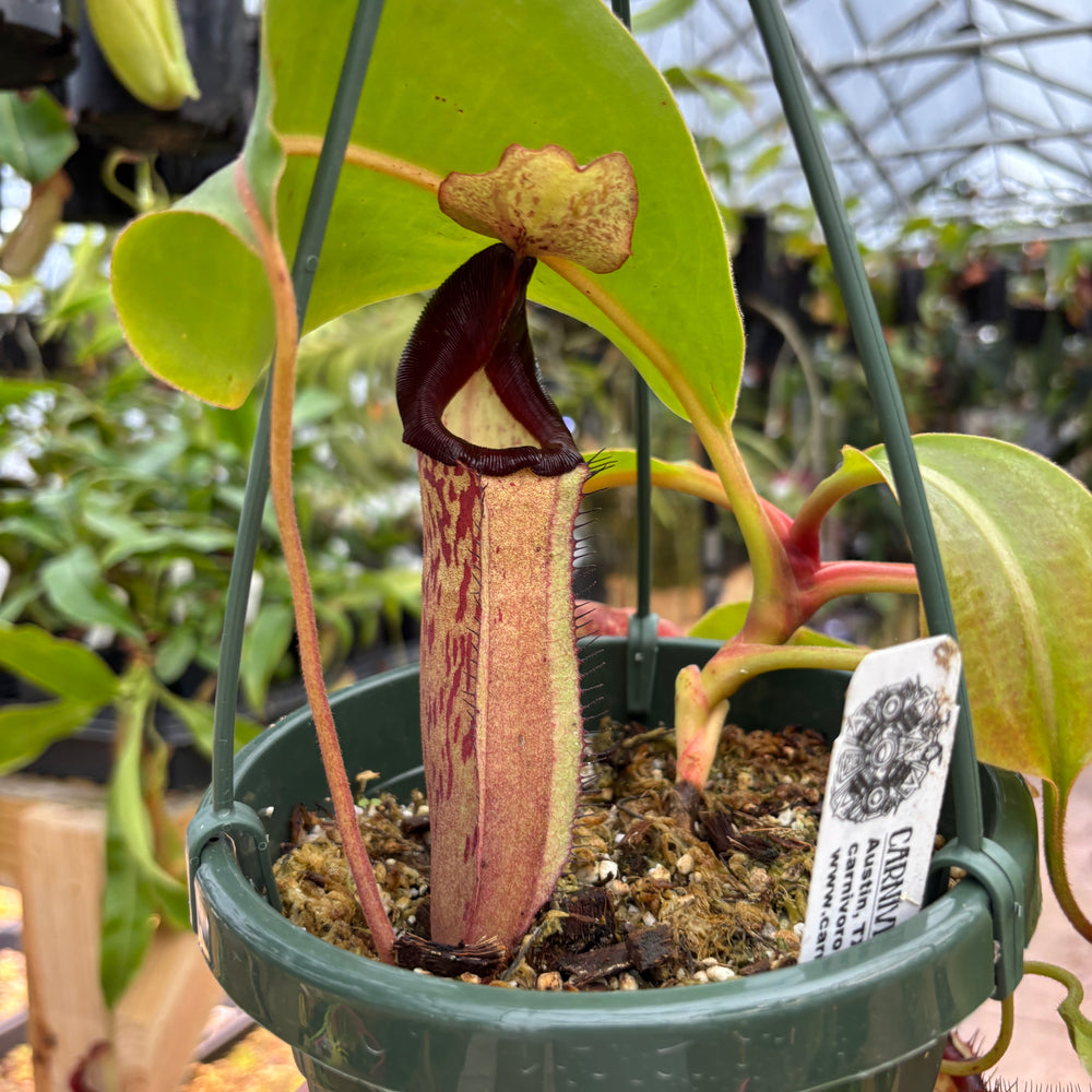 
                      
                        [A840] Nepenthes Song of Melancholy x [(lowii x veitchii) x boschiana]-white, CAR-0024 (Hanging Basket))
                      
                    
