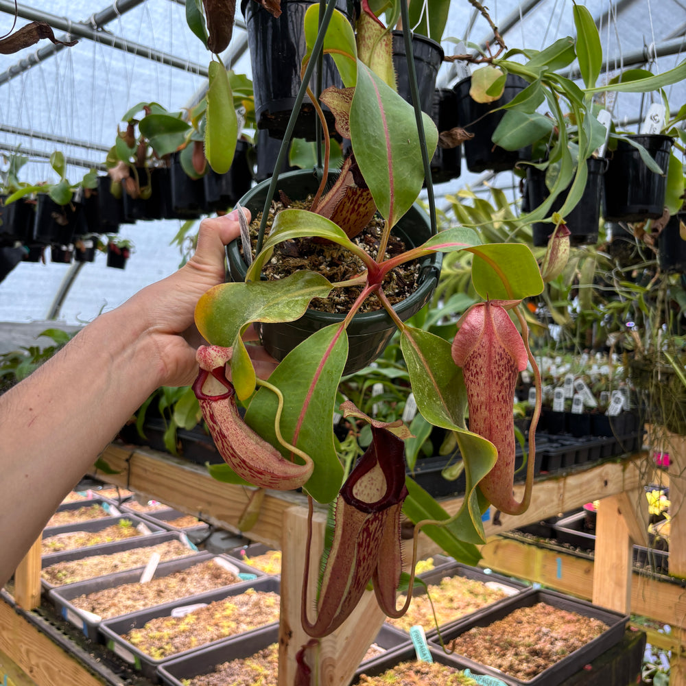 
                      
                        [A840] Nepenthes Song of Melancholy x [(lowii x veitchii) x boschiana]-white, CAR-0024 (Hanging Basket))
                      
                    