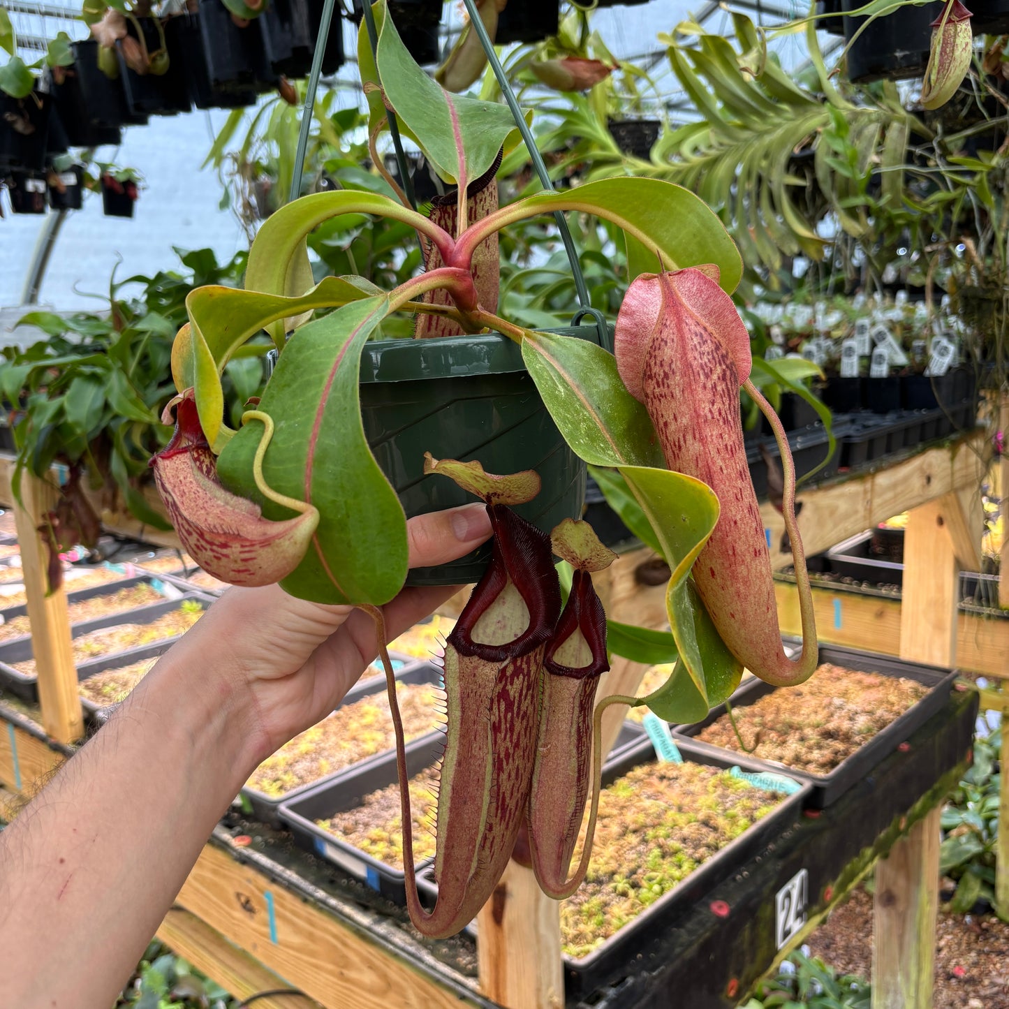 [A840] Nepenthes Song of Melancholy x [(lowii x veitchii) x boschiana]-white, CAR-0024 (Hanging Basket))