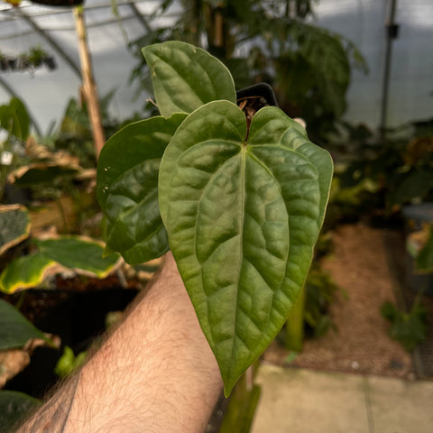 Close up of Anthurium cf magnificum x luxurians CAR-0485 leaf with prominent venation held in a gardener's hand