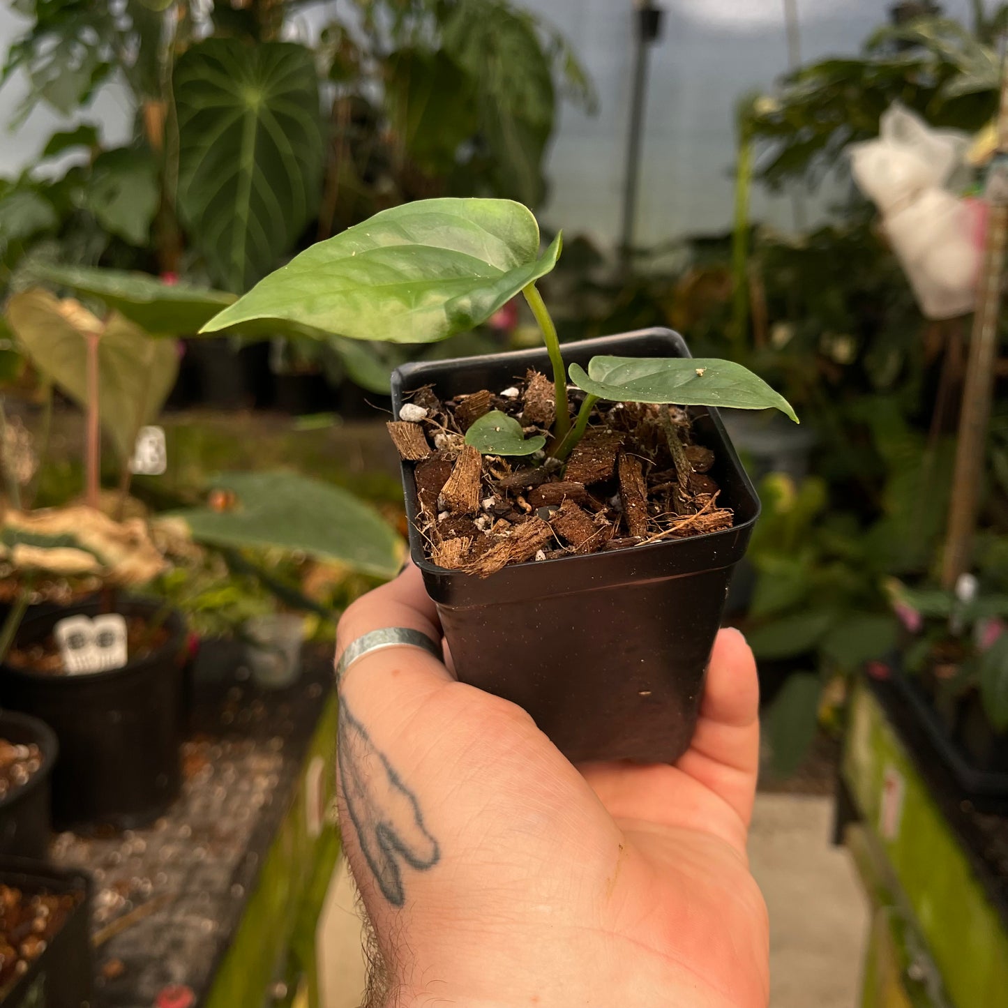 Anthurium cf magnificum x luxurians, CAR-0485 – Carnivero