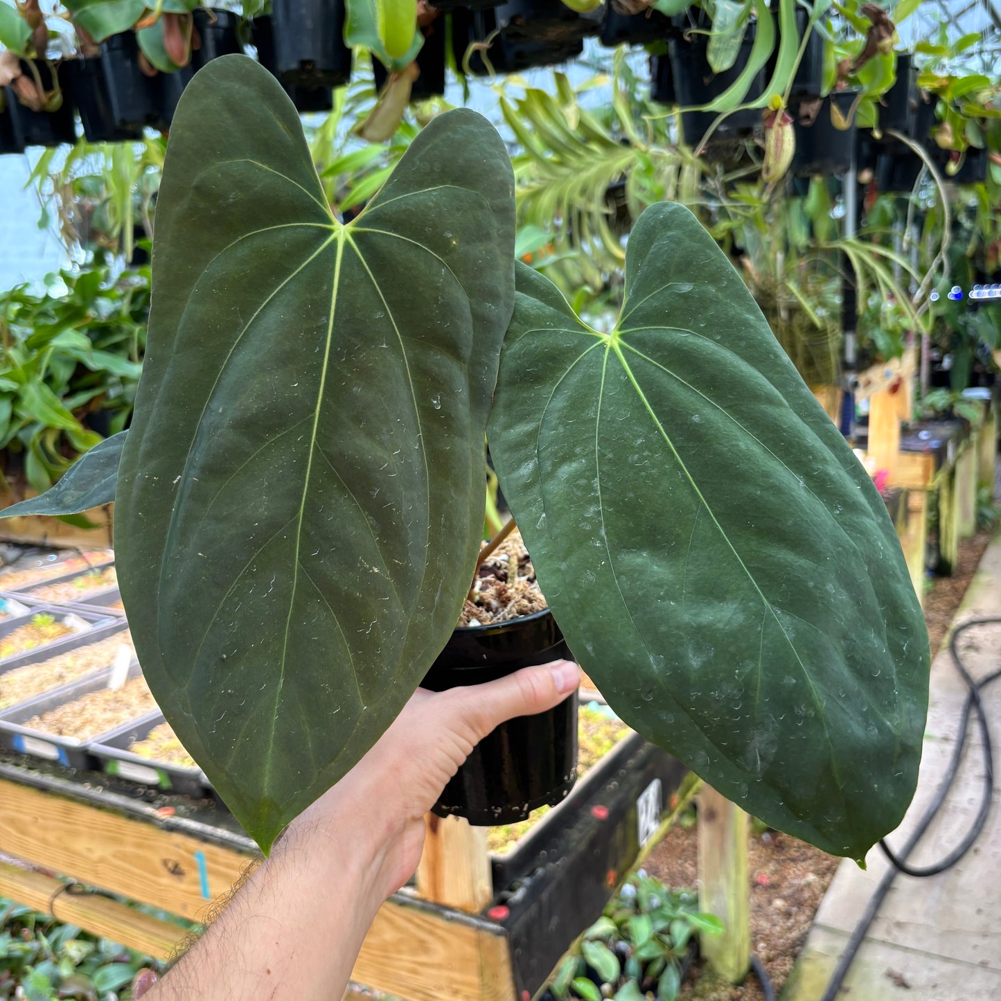 [A842] Anthurium antolakii (BVEP) x (antolakii x portillae), CAR-0429