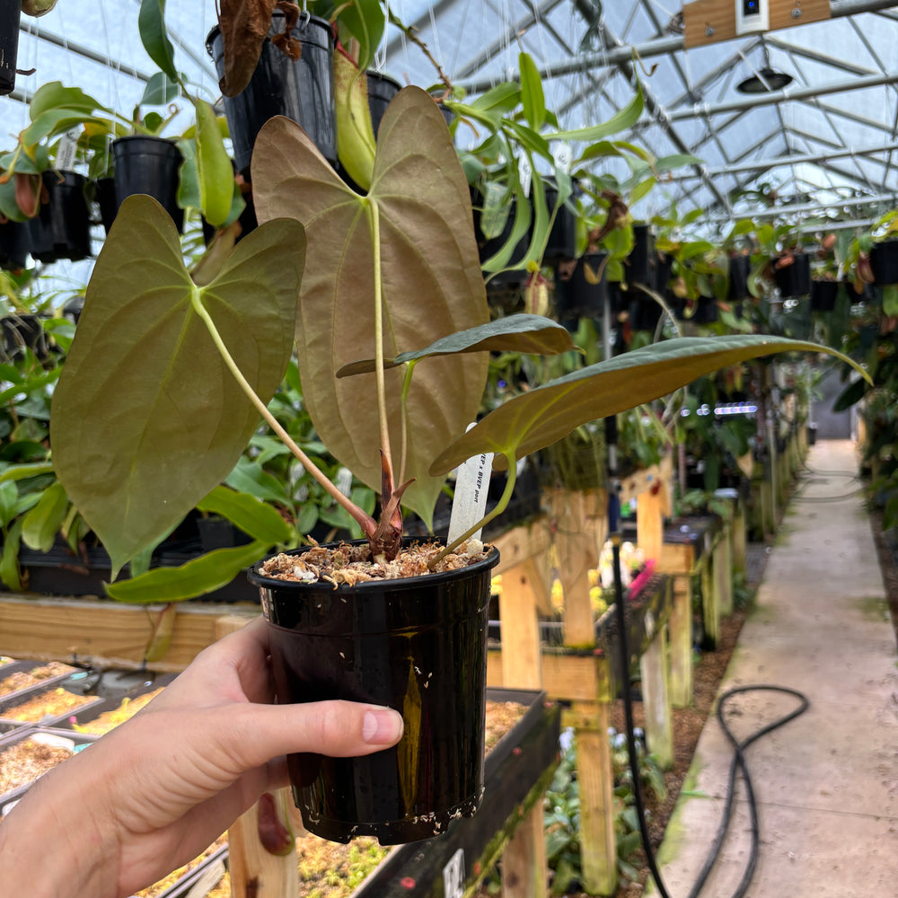 [A842] Anthurium antolakii (BVEP) x (antolakii x portillae), CAR-0429