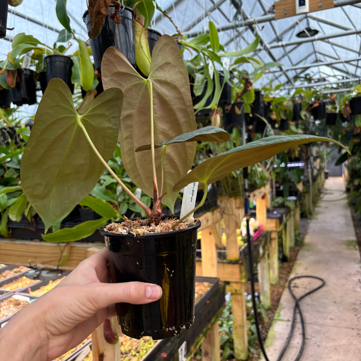 [A842] Anthurium antolakii (BVEP) x (antolakii x portillae), CAR-0429