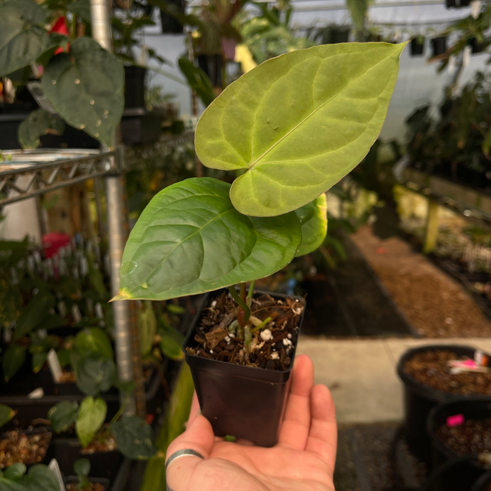 
                      
                        Anthurium crystallinum ex Antioquia F1 x debilis, CAR-0486
                      
                    