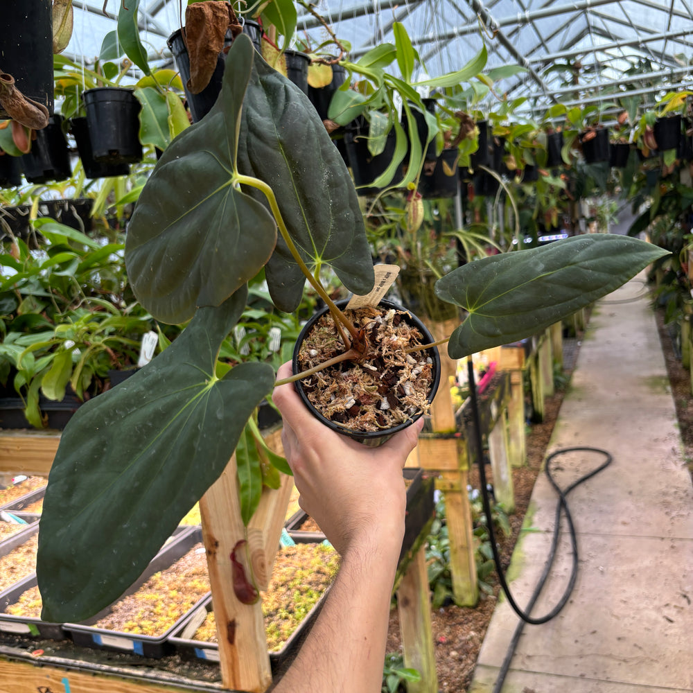 
                      
                        [A842] Anthurium antolakii (BVEP) x (antolakii x portillae), CAR-0429
                      
                    