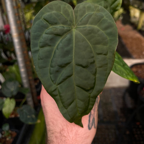 Close up of a large glossy Anthurium crystallinum ex Antioquia F1 x debilis leaf held by a hand