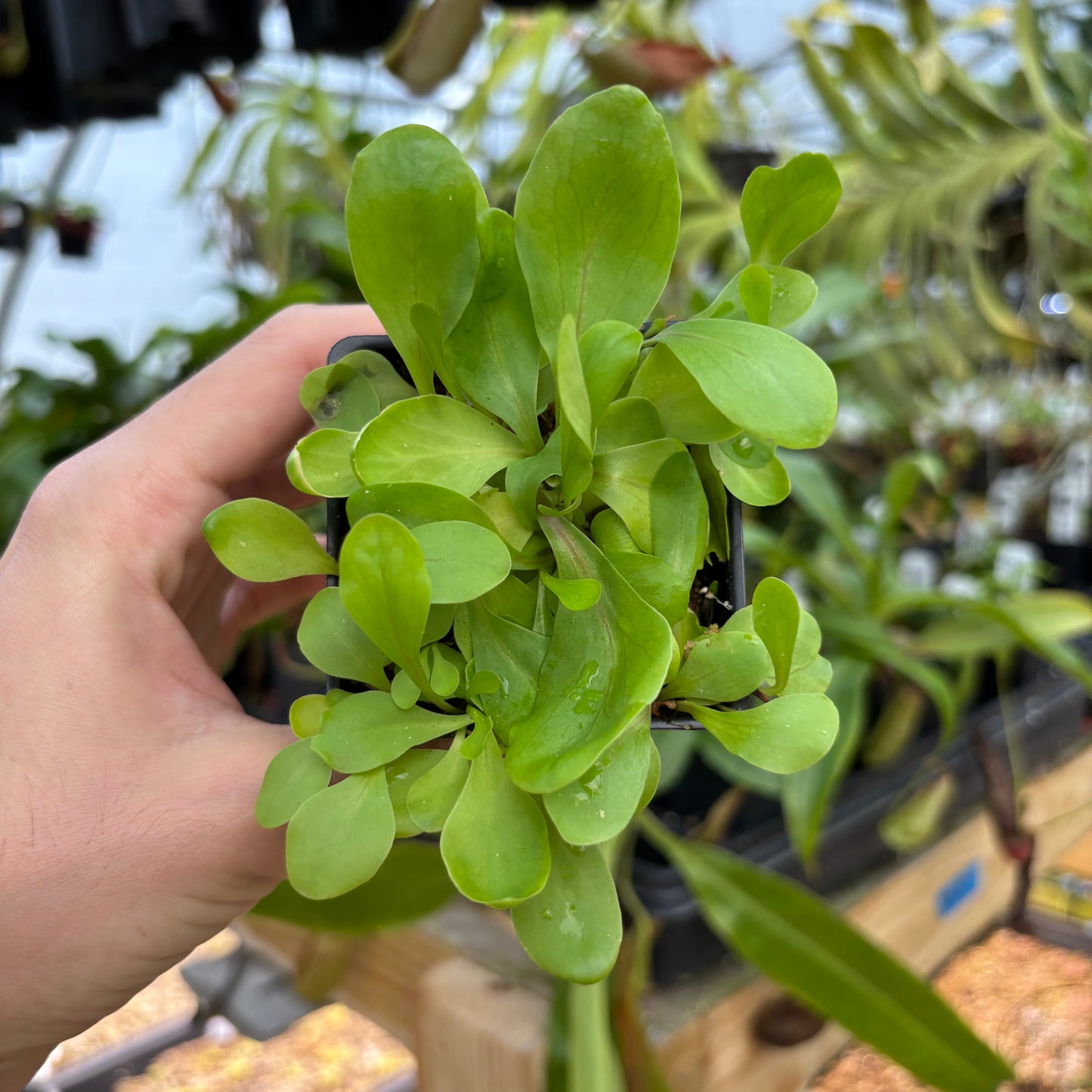 [A843] Utricularia calycifida cv. Asenath Waite