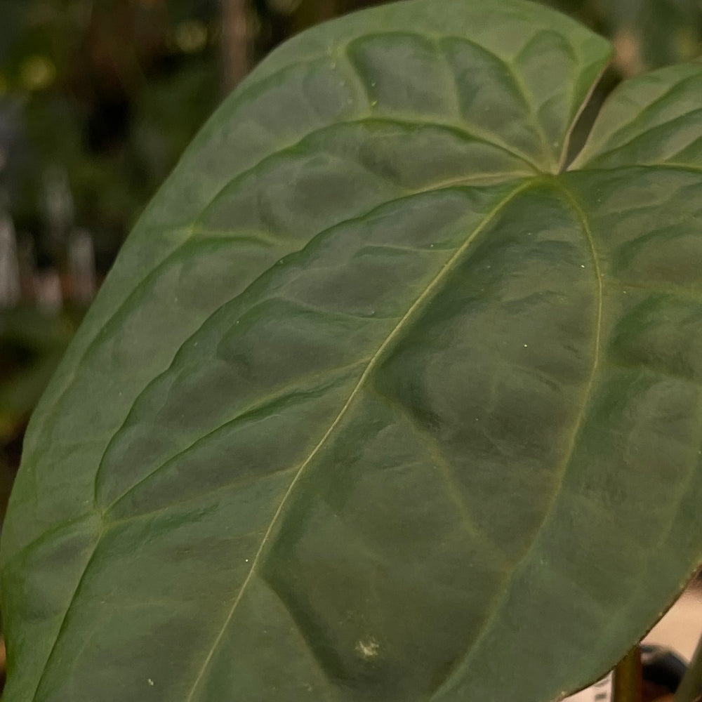 
                      
                        Anthurium crystallinum ex Antioquia F1 x debilis, CAR-0486
                      
                    