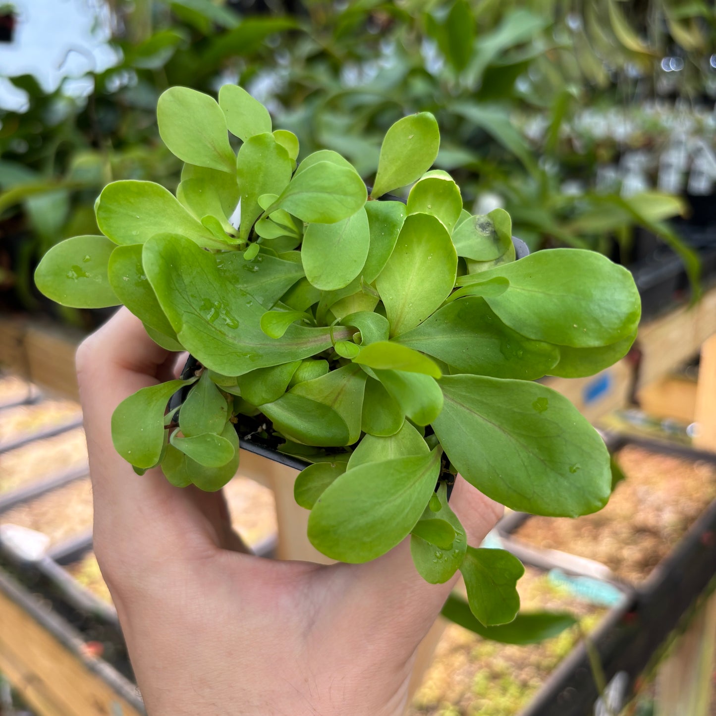 [A843] Utricularia calycifida cv. Asenath Waite