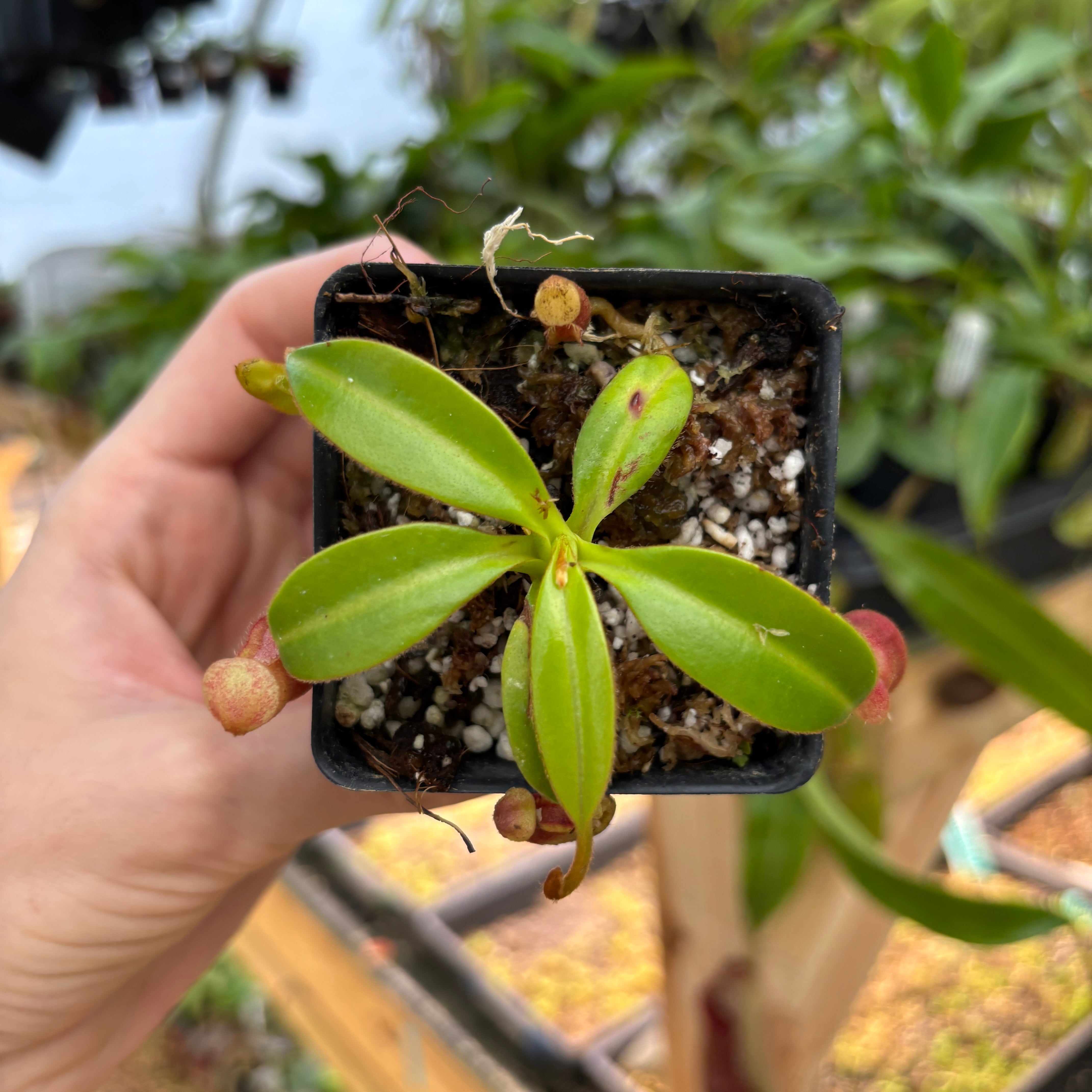 MAKI　ウィリンキー　cv.bogor benz super dwarf Platycerium Little Finger | 小指头 ( P. Willinckii x P