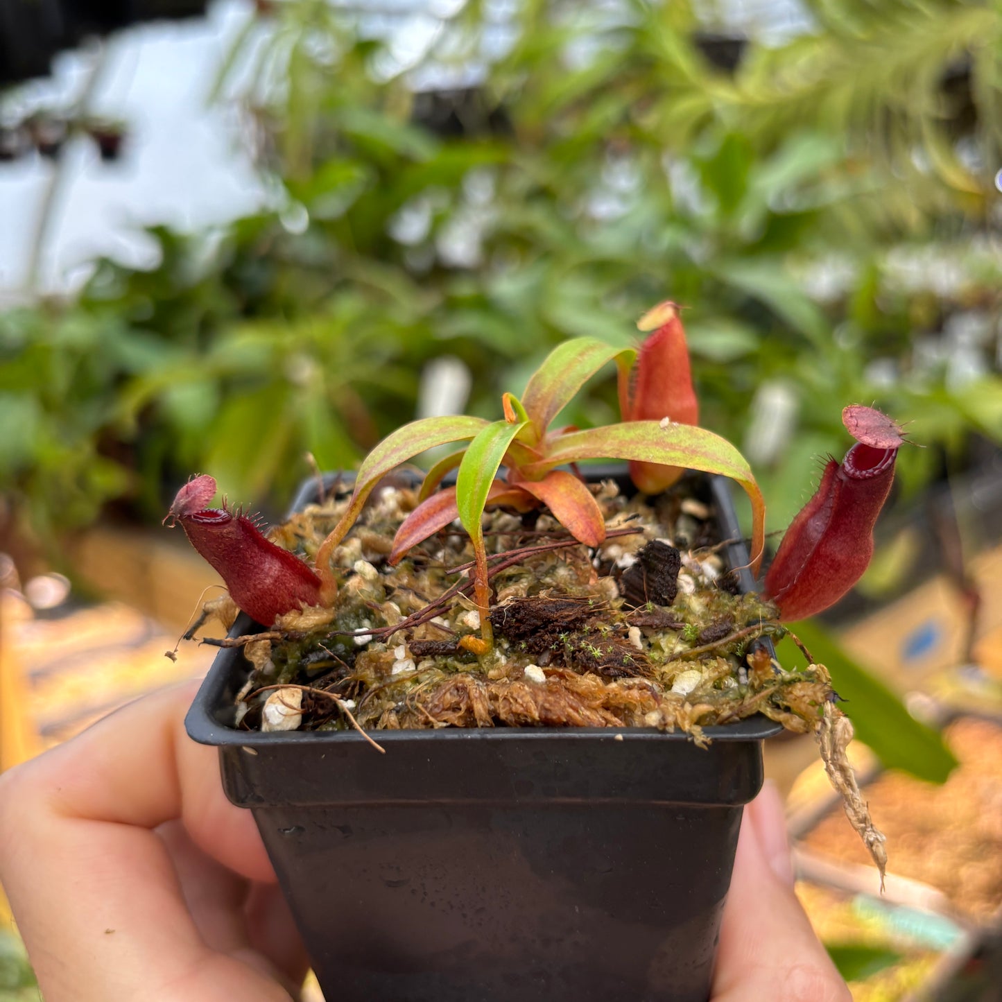 [A846] Nepenthes (diabolica x hamata) x edwardsiana